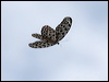 common_tree_nymph_49335