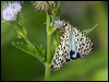 crimsonspeckle_moth_181644