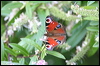 european_peacock_19906