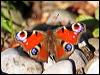 european_peacock_19908