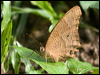 evening_brown_185802
