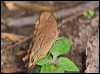 Click here to enter gallery and see photos/pictures/images of Evening Brown