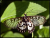 glasswing_181857