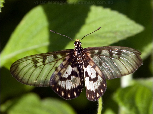 Glasswing glasswing_181857.psd