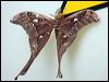 hercules_moth_113925