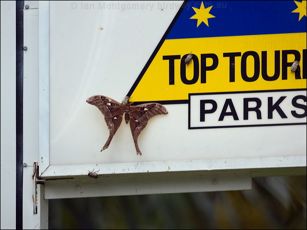 Hercules Moth hercules_moth_113919.psd