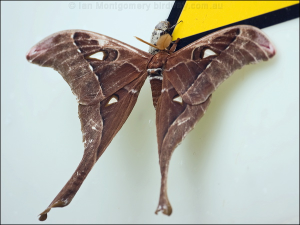 Hercules Moth hercules_moth_113925.psd