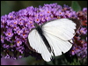 large_white_20366