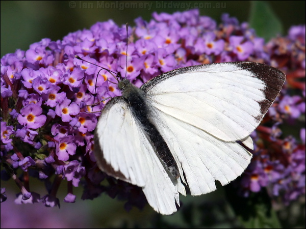 Large White large_white_20366.psd