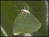 lemon_migrant_181668
