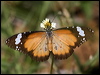 lesser_wanderer_169907