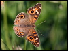 Click here to enter gallery and see photos/pictures/images of Meadow Argus