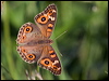 meadow_argus_181840