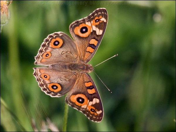 Meadow Argus meadow_argus_181838.psd