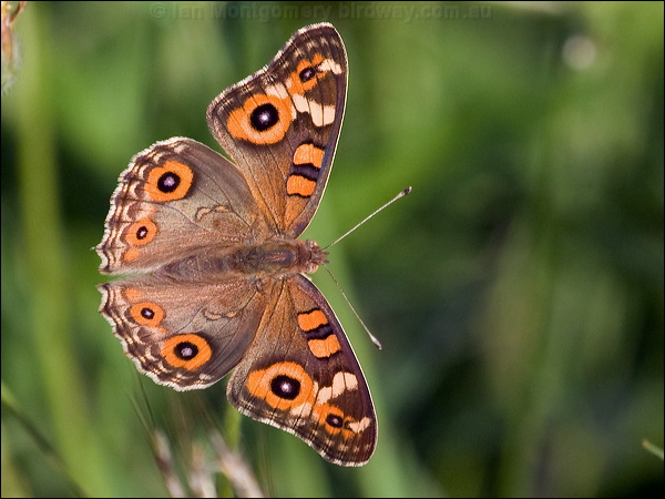 Meadow Argus meadow_argus_181840.psd
