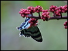 north_qld_day_moth_31930