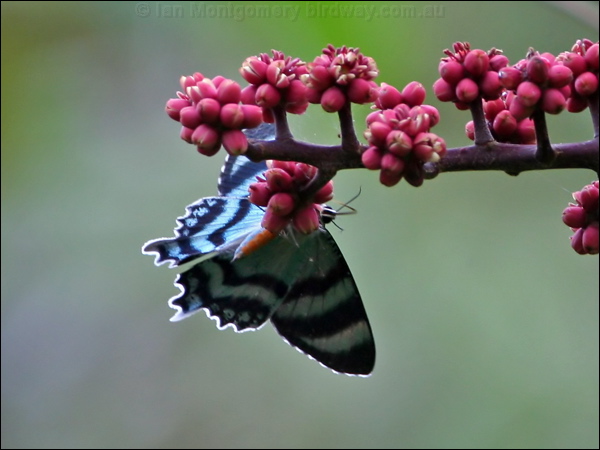 North Queensland Day Moth north_qld_day_moth_31930.psd
