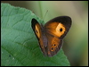orange_bush_brown_181589