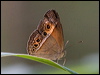 orange_bush_brown_181658
