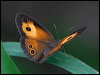 Click here to enter gallery and see photos/pictures/images of Orange Bush-brown