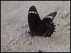 orchard_swallowtail_184304