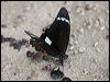 orchard_swallowtail_184329
