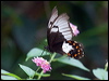 orchard_swallowtail_200713