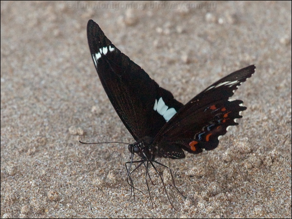 Orchard Swallowtail orchard_swallowtail_184289.psd
