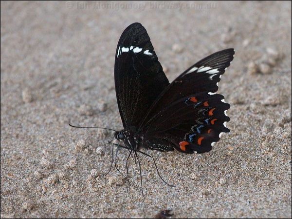 Orchard Swallowtail orchard_swallowtail_184304.psd