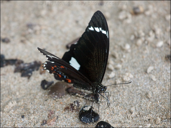 Orchard Swallowtail orchard_swallowtail_184329.psd
