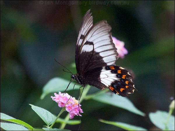 Orchard Swallowtail orchard_swallowtail_200713.psd