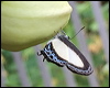 Click here to enter gallery and see photos/pictures/images of Orchid Flash