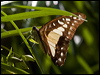 pale_triangle_181633