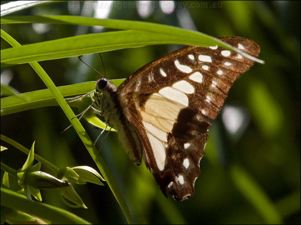 Pale Triangle pale_triangle_181633.psd