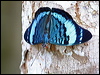 Click here to enter gallery and see photos/pictures/images of Procilla Beauty