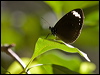 Click here to enter gallery and see photos/pictures/images of Purple Crow