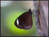 purple_crow_182061
