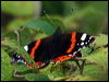red_admiral_05652