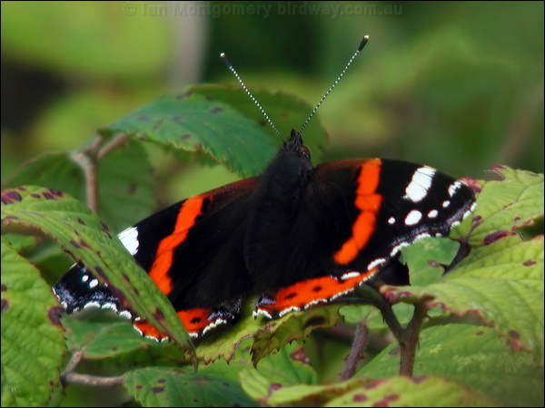Red Admiral red_admiral_05652.psd