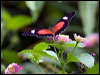 red_lacewing_105428