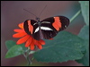 red_postman_206752