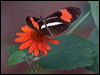 Click here to enter gallery and see photos/pictures/images of Red Postman