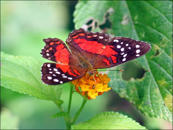 Scarlet Peacock scarlet_peacock_22618.psd
