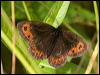 Click here to enter gallery and see photos/pictures/images of Scotch Argus