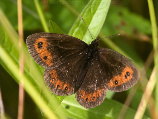 Scotch Argus scotch_argus_201441.psd