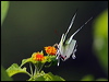 s_l_kite_swallowtail_23832
