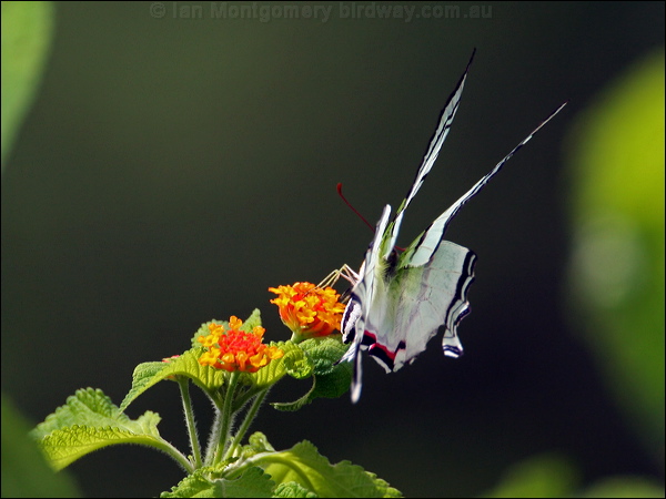 Short-lined Kite Swallowtail s_l_kite_swallowtail_23832.psd