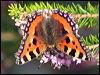 small_tortoiseshell_20357