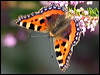 small_tortoiseshell_20358