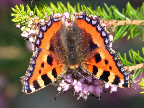 Small Tortoiseshell small_tortoiseshell_20357.psd